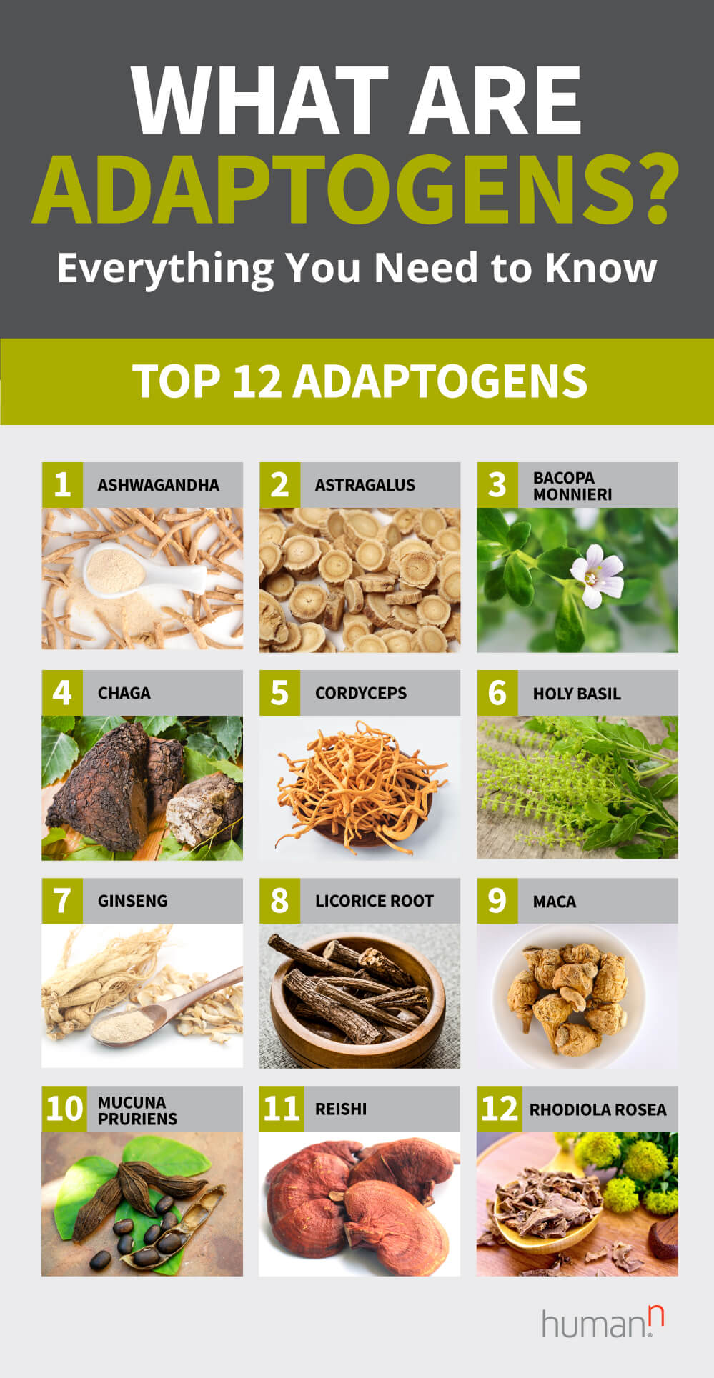 top-adaptogens